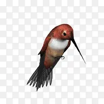 红色长嘴鸟鸟类图片