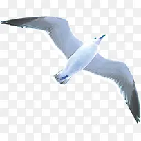 海鸥海鸟鸟类飞翔素材