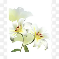 洁白百合花