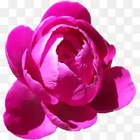 高清玫瑰花免扣png