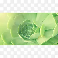 绿色饱满花朵植物海报背景
