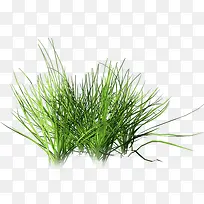 高清创意绿色的草本植物合成