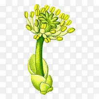 高清创意黄色的植物花卉