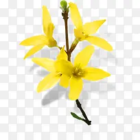 创意合成黄色的花卉植物