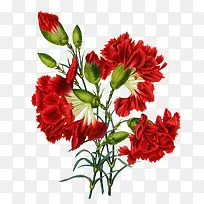 创意合成立绘红色的花卉植物效果