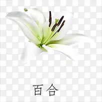 百合花