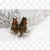 在雪地里奔腾的马