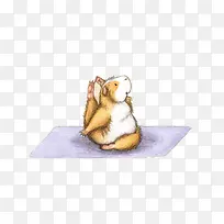 可爱小豚鼠做瑜伽