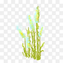 海洋植物水草