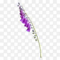 一串紫色喇叭花