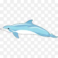 天蓝色的海豚