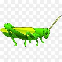 绿色的蟋蟀