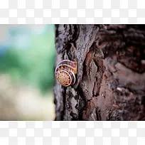 树干上的蜗牛自然环境