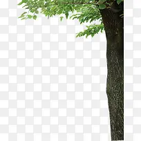 树