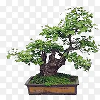 花坛