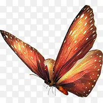 彩绘棕色蝴蝶动物