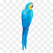 蓝色鹦鹉