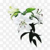 清新百合展板设计