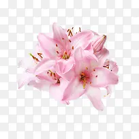 粉色百合花卉盛开