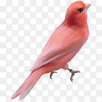 粉红画眉鸟