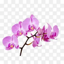 紫色花瓣图案