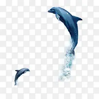 海豚玩耍实拍