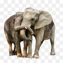 亲吻的大象动物图