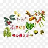 手绘彩色果园植物设计