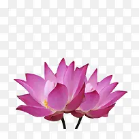 并蒂莲花