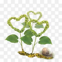 心形植物
