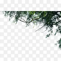 室外摄影柳树创意树枝
