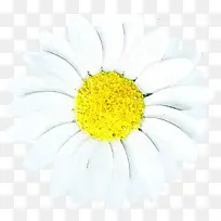 白色手绘黄色花蕊