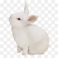 白色可爱兔子