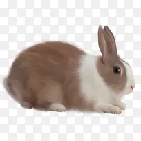 兔子可爱兔子