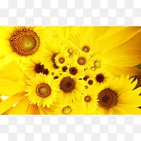 向日葵花太阳花花蕊