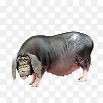 野生母猪