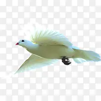 白色和平鸽飞翔美景