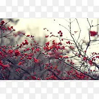 红色梅花美丽风景