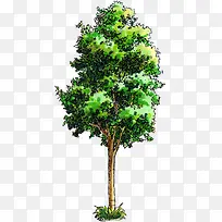高清手绘绘画创意绿色树木