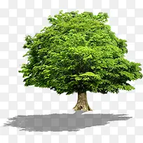 绿色朦胧树木植物