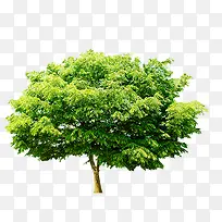 免抠繁茂绿色树木