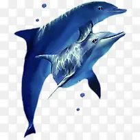 蓝色卡通造型设计海豚效果