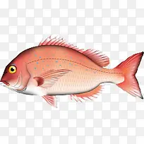 卡通手绘海鲜鱼类插画