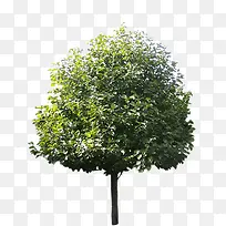 园林植物装饰图案