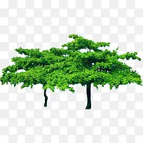 园林植物树木清新