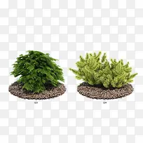 绿色植物