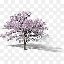 紫色树叶绿化装饰