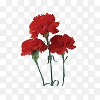 鲜花装饰元素