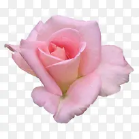 粉花