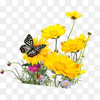 黄色鲜花美景蝴蝶